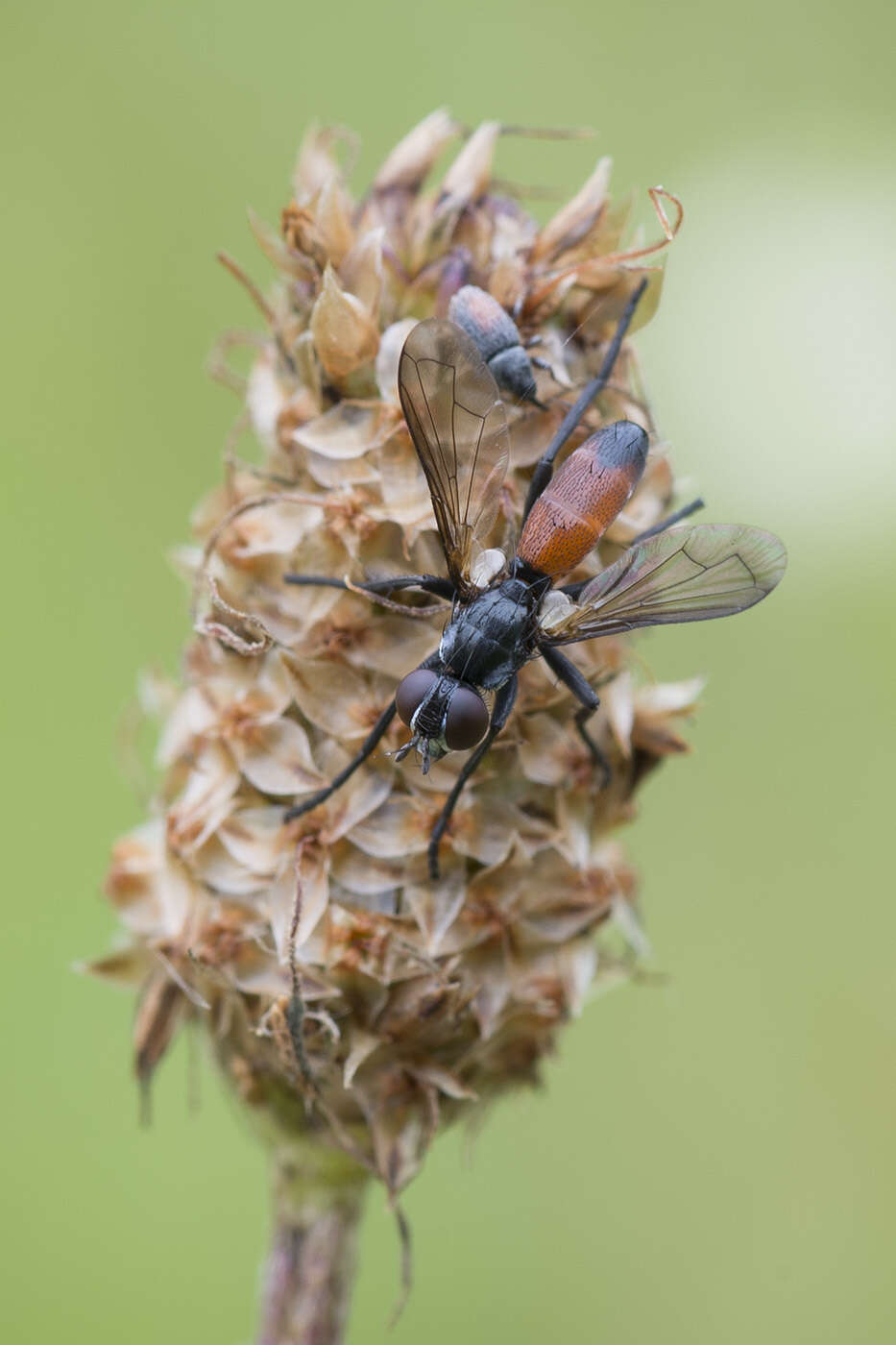 Image of Cylindromyia pusilla (Meigen 1824)