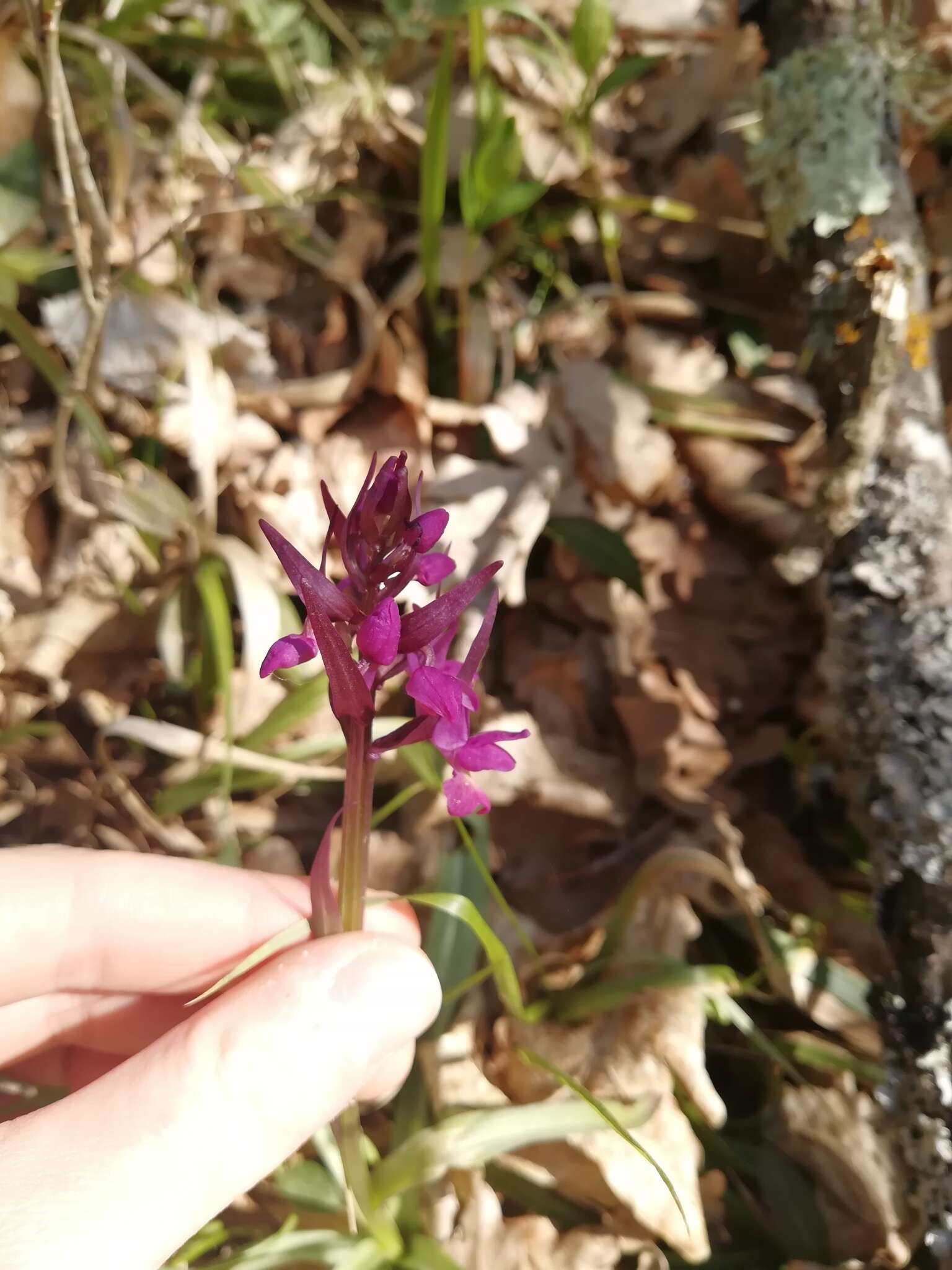 Image de Dactylorhiza romana subsp. georgica (Klinge) Soó ex Renz & Taubenheim