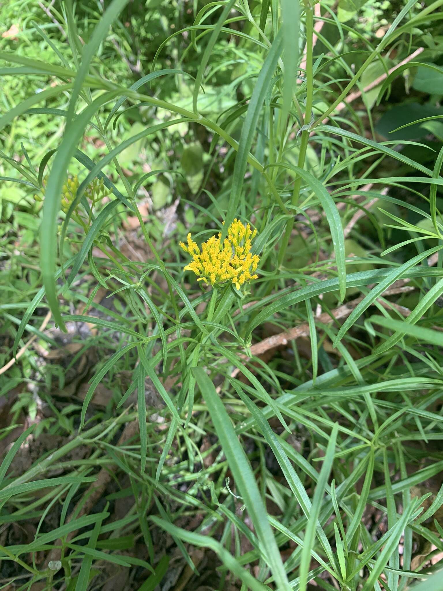 Image of narrowleaf yellowtops