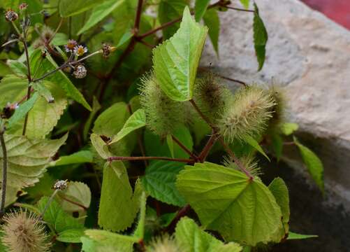 Image de Acalypha alopecuroidea Jacq.