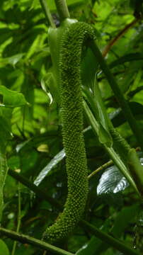 Image of Anthurium caperatum Croat & R. A. Baker