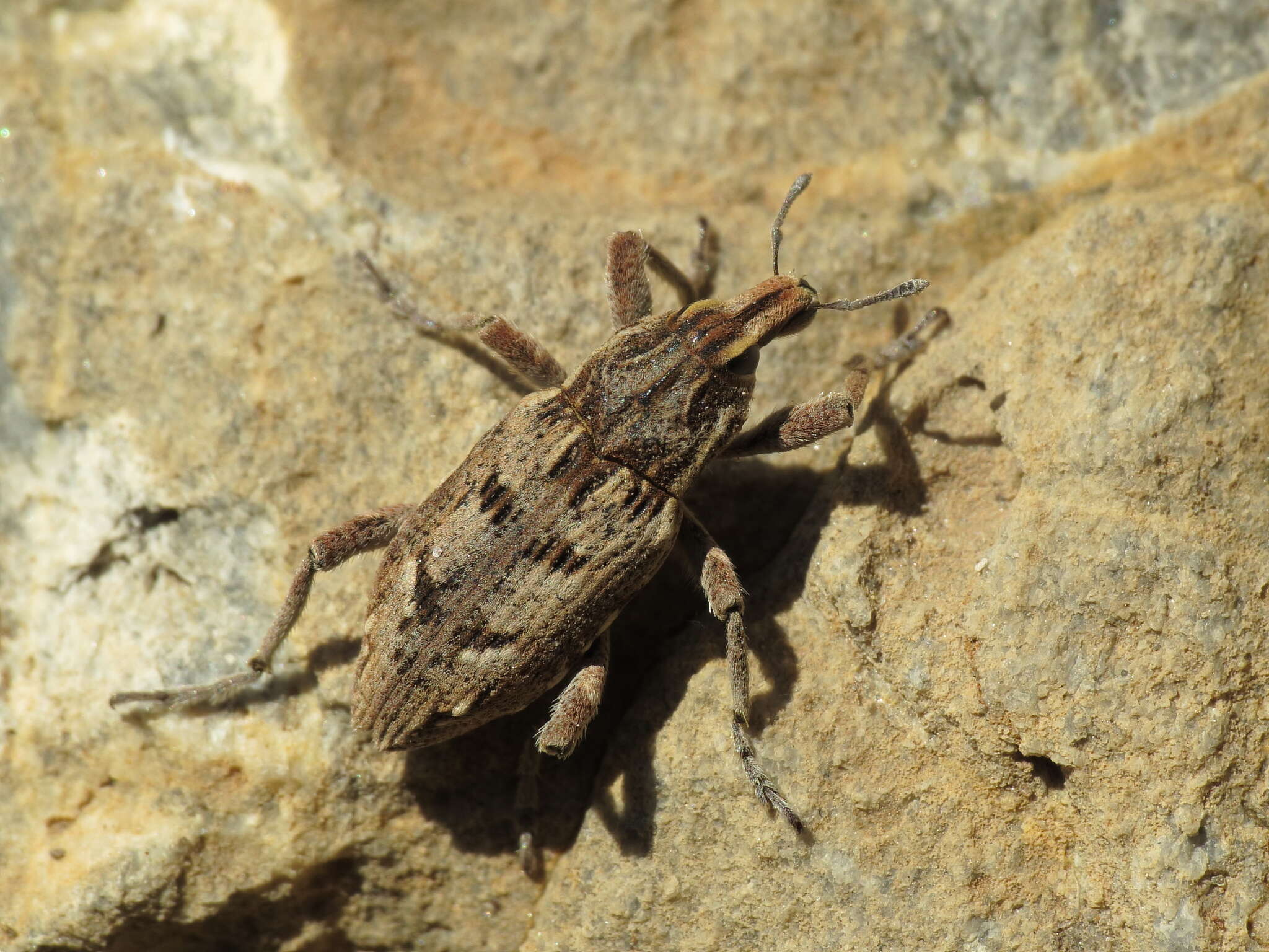 Image of Coniocleonus excoriatus (L. Gyllenhal 1834)