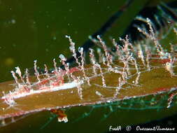 Image of bell hydroid