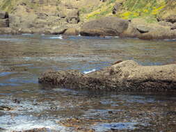 Image of Marine Otter