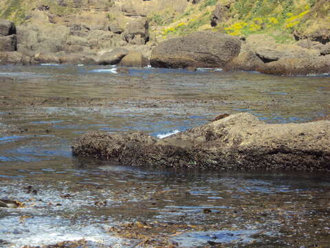 Image of Marine Otter