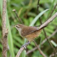 Image of Isthmian Wren