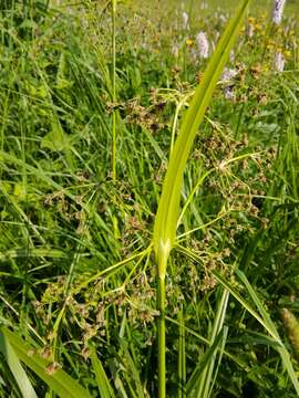 Imagem de Scirpus sylvaticus L.