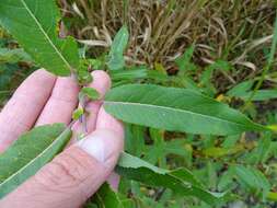 Image de Salix eriocephala Michx.