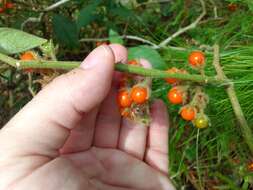 Image of Jamaican Nightshade