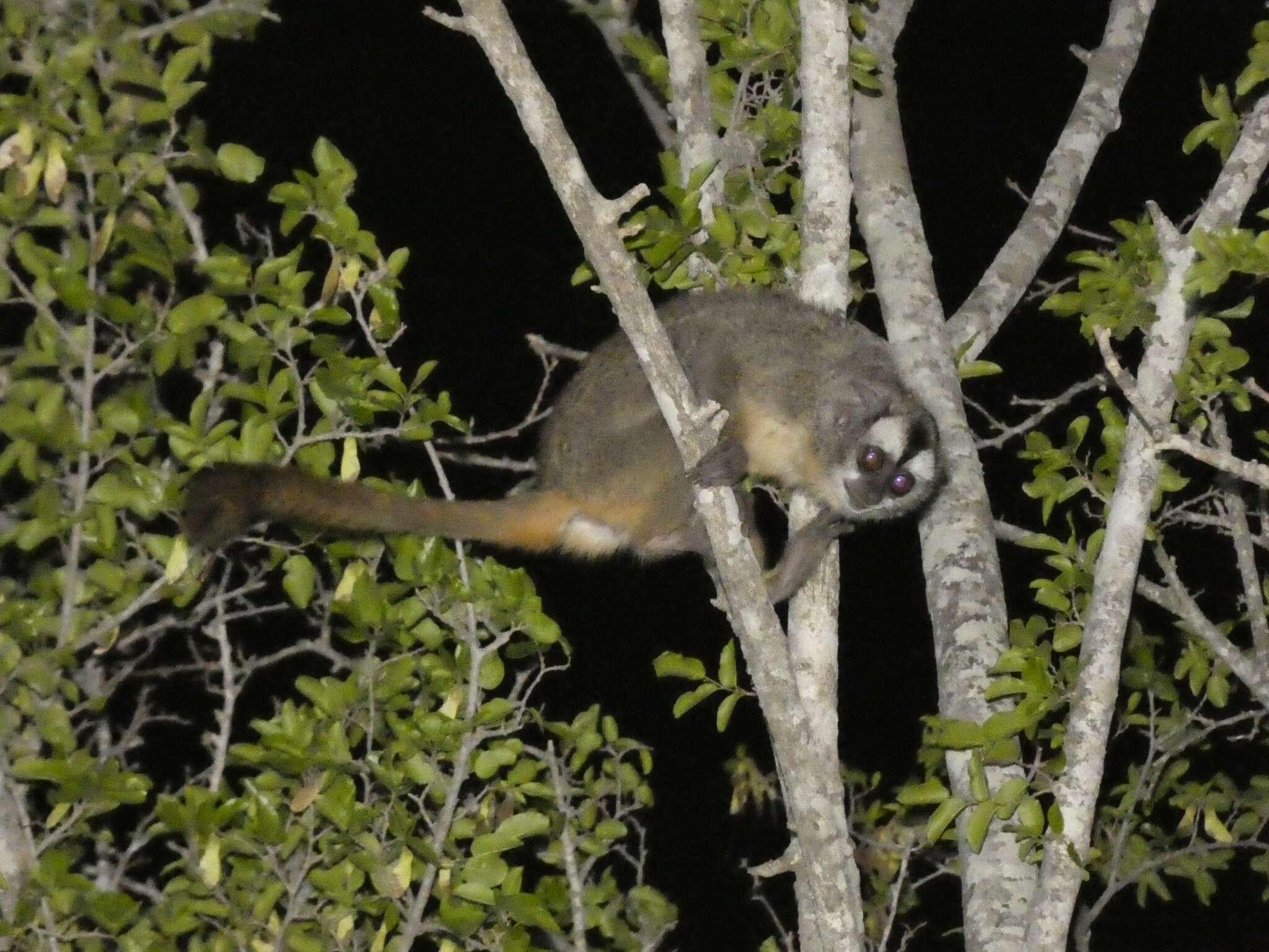 Image of Azara's Night Monkey