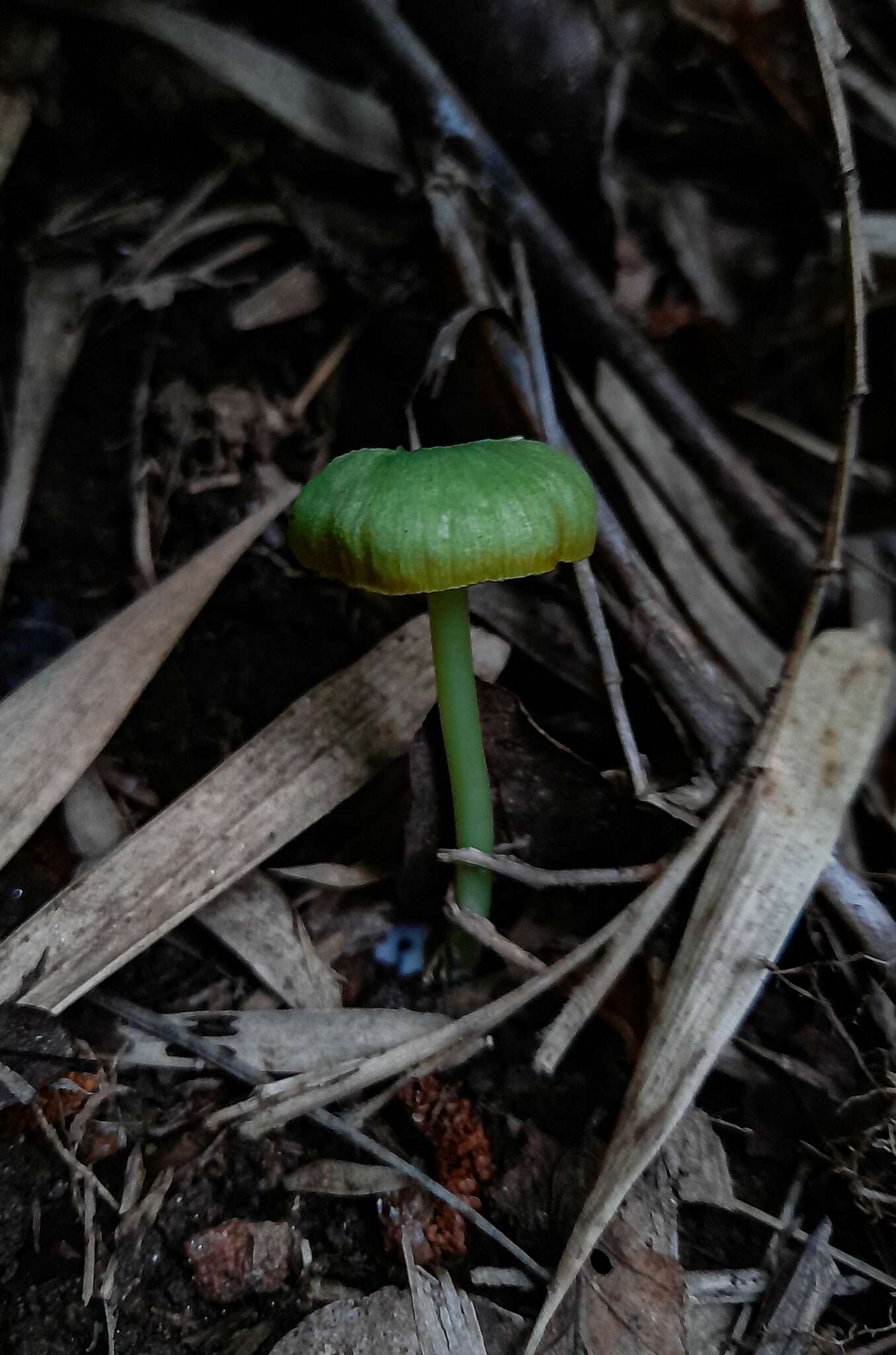 Imagem de Entoloma necopinatum E. Horak 1978