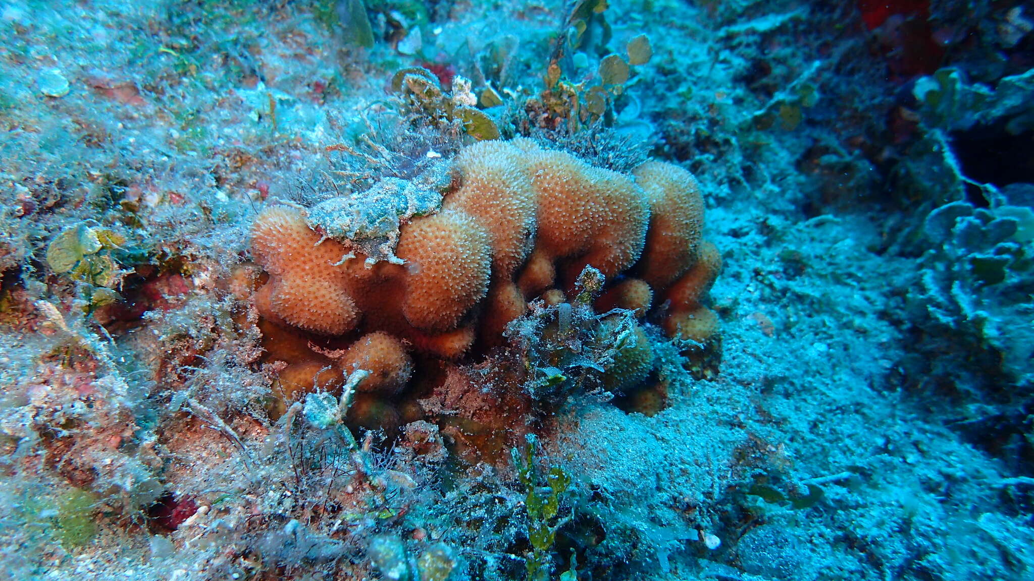 Image of thorn coral