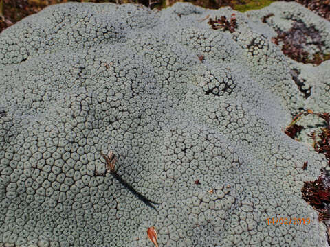 Image of Vegetable sheep