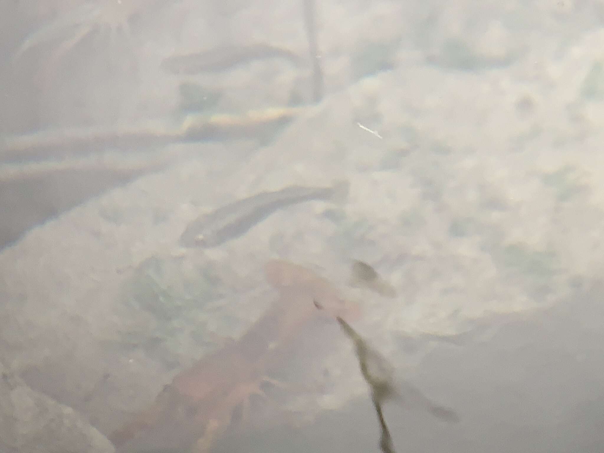 Image of Pahrump Poolfish