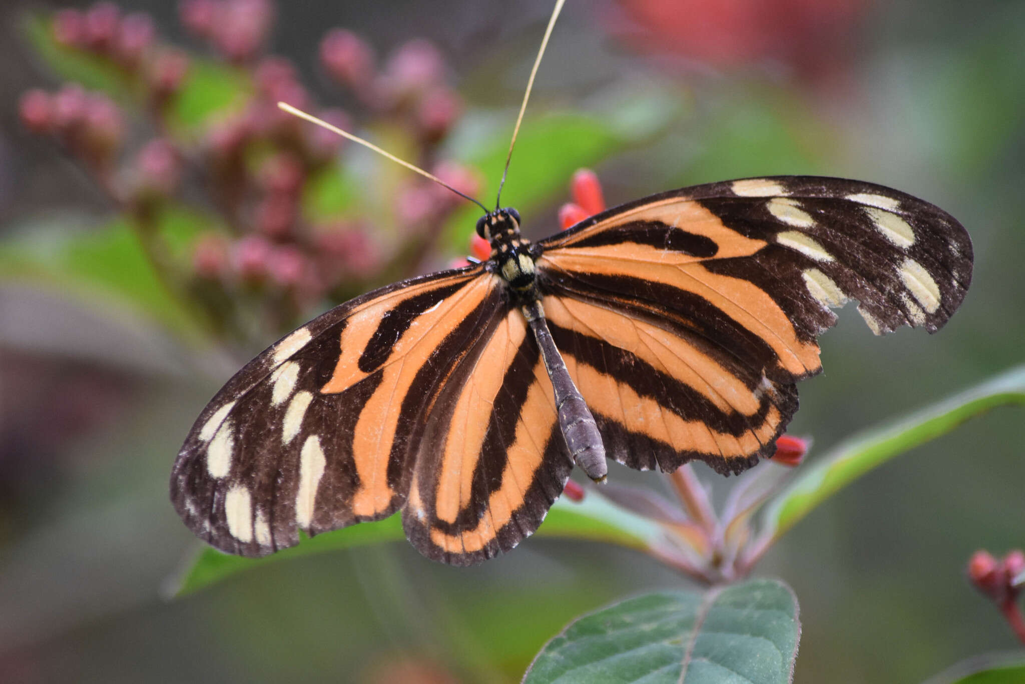 Image of Heliconius ismenius telchinia Doubleday (1847)