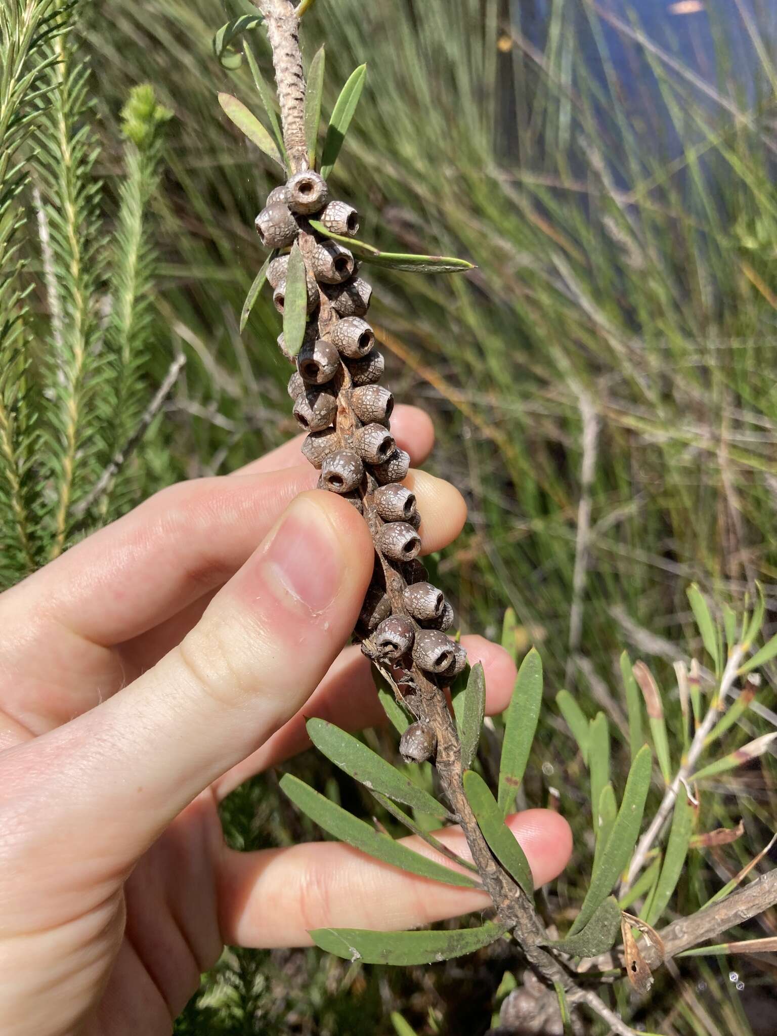 Image of Wallum bottlebrush