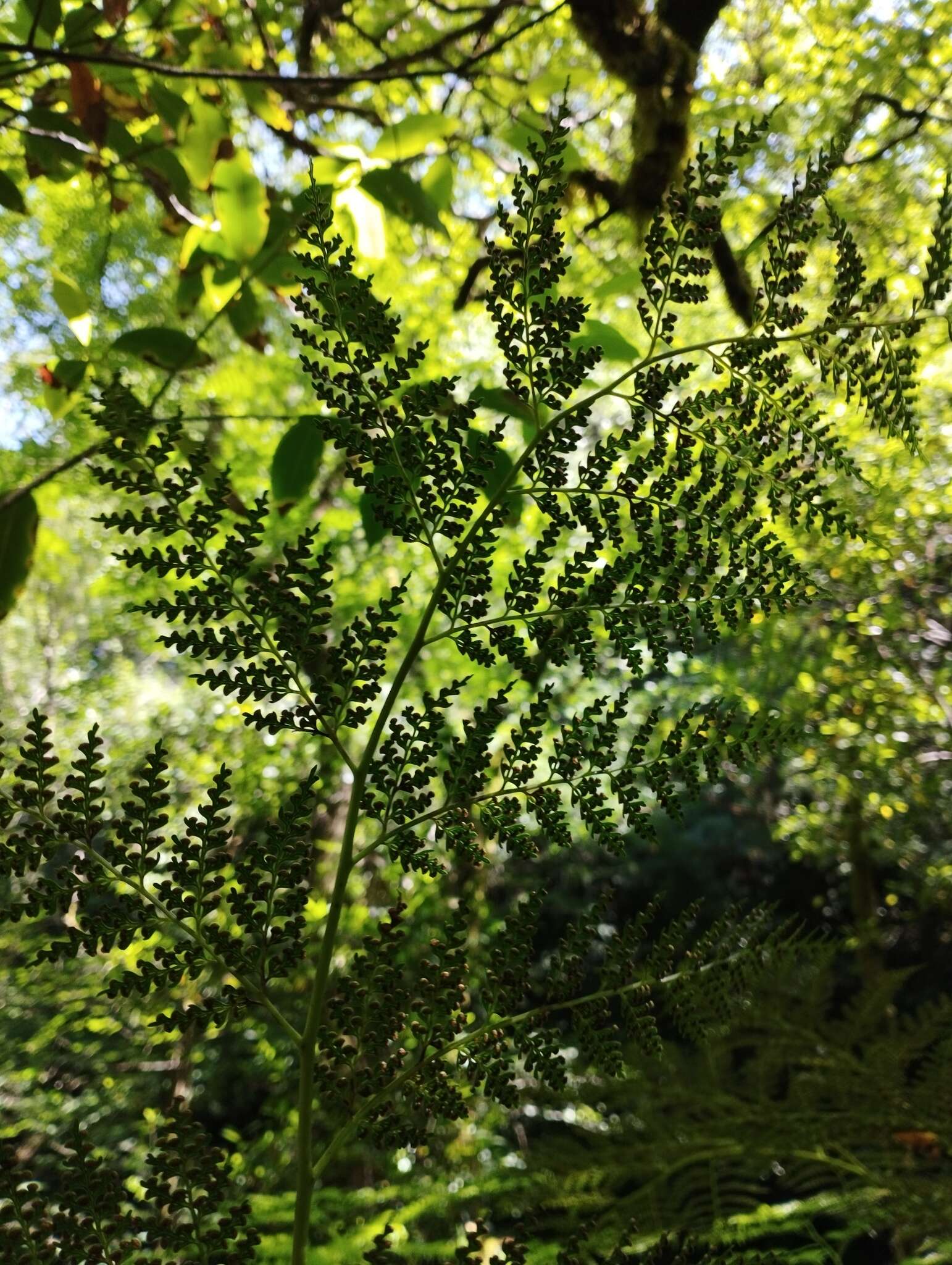 Image of Woolly Tree Fern