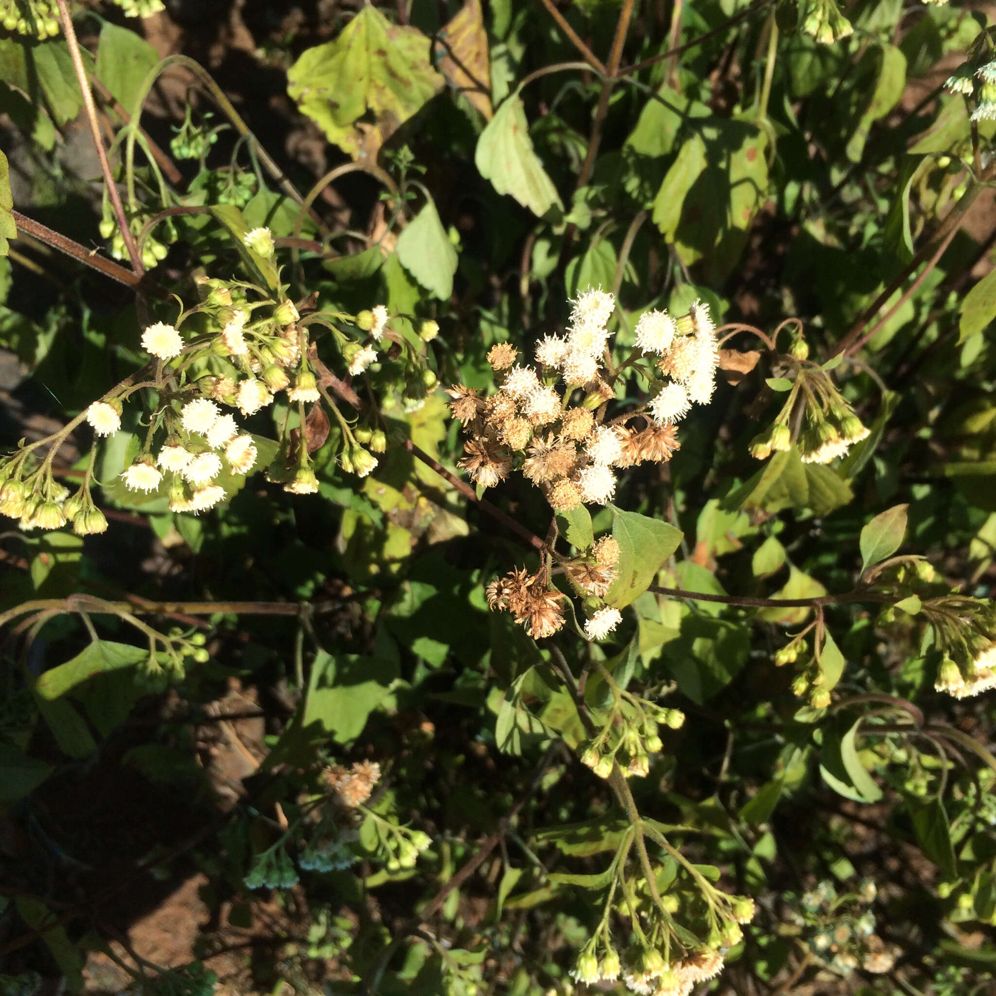 Image of sticky snakeroot