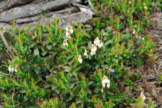 Plancia ëd Gaultheria borneensis Stapf