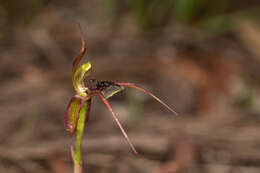 Image of Chiloglottis anaticeps D. L. Jones