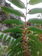 صورة Phyllanthus salviifolius Kunth