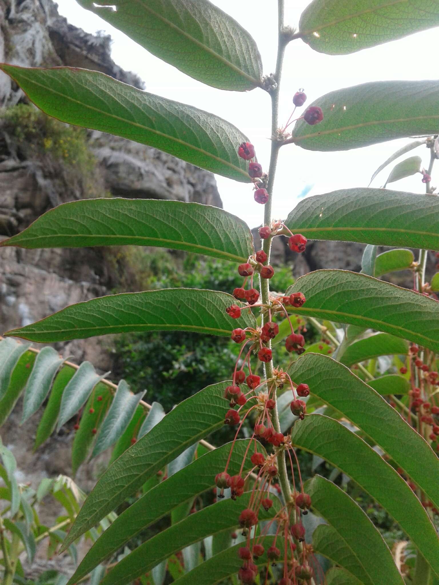 Phyllanthus salviifolius Kunth的圖片