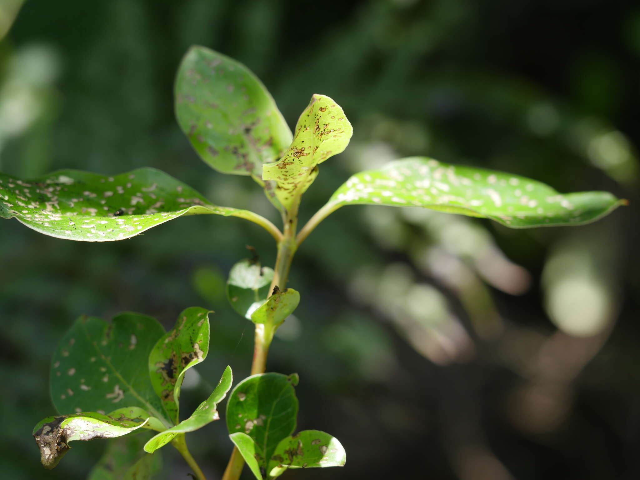 Image of Coprosma macrocarpa Cheeseman