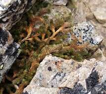 Image of Siberian spikemoss