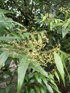 Image of Nectandra cuspidata Nees & Mart. ex Nees