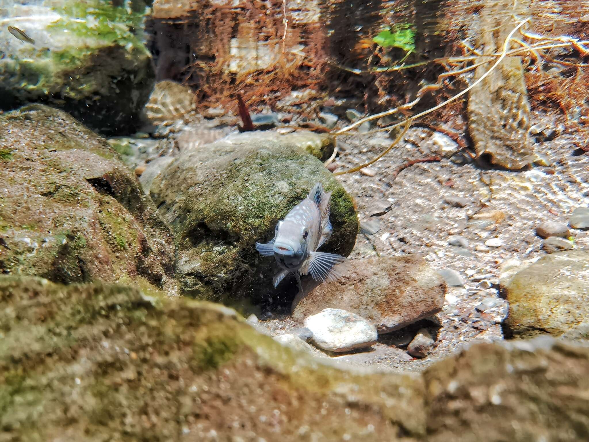 Image of Lowland cichlid