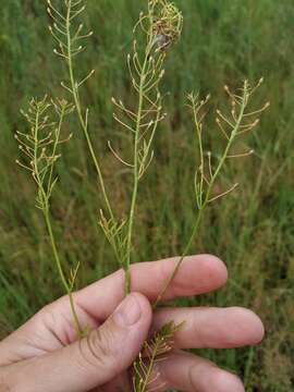 Image of Rorippa brachycarpa (C. A. Mey.) Hayek