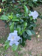 Image of Gardenia jasminoides var. fortuneana (Lindl.) H. Hara