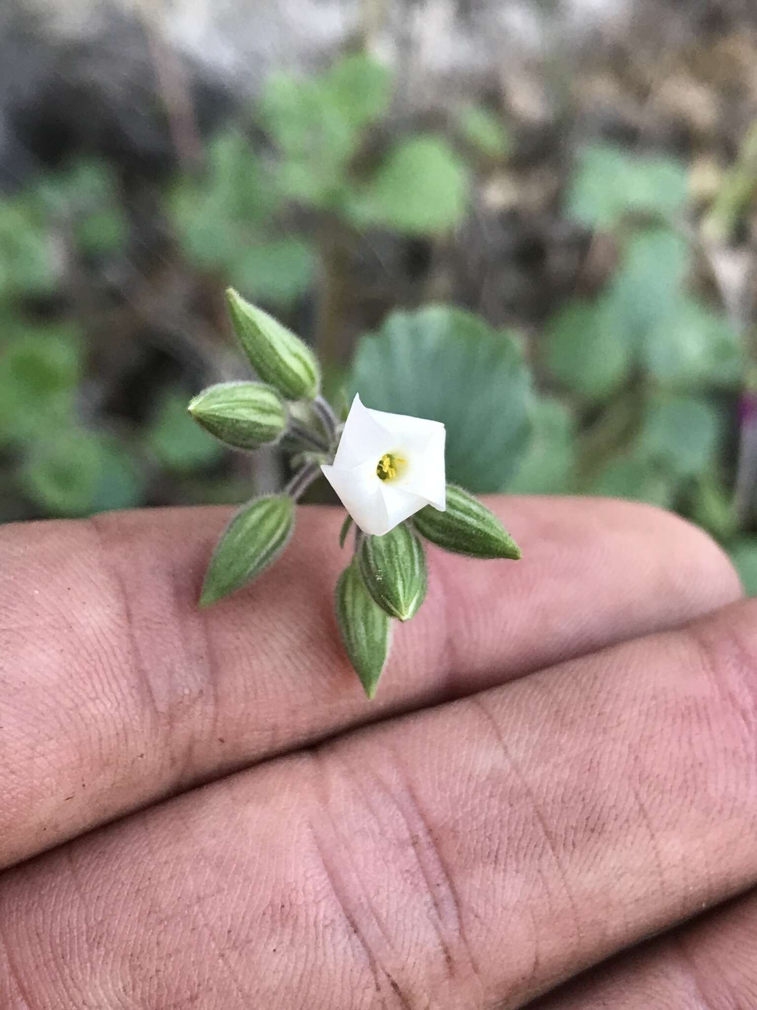 Image of Viviania crenata (Hook.) G. Don