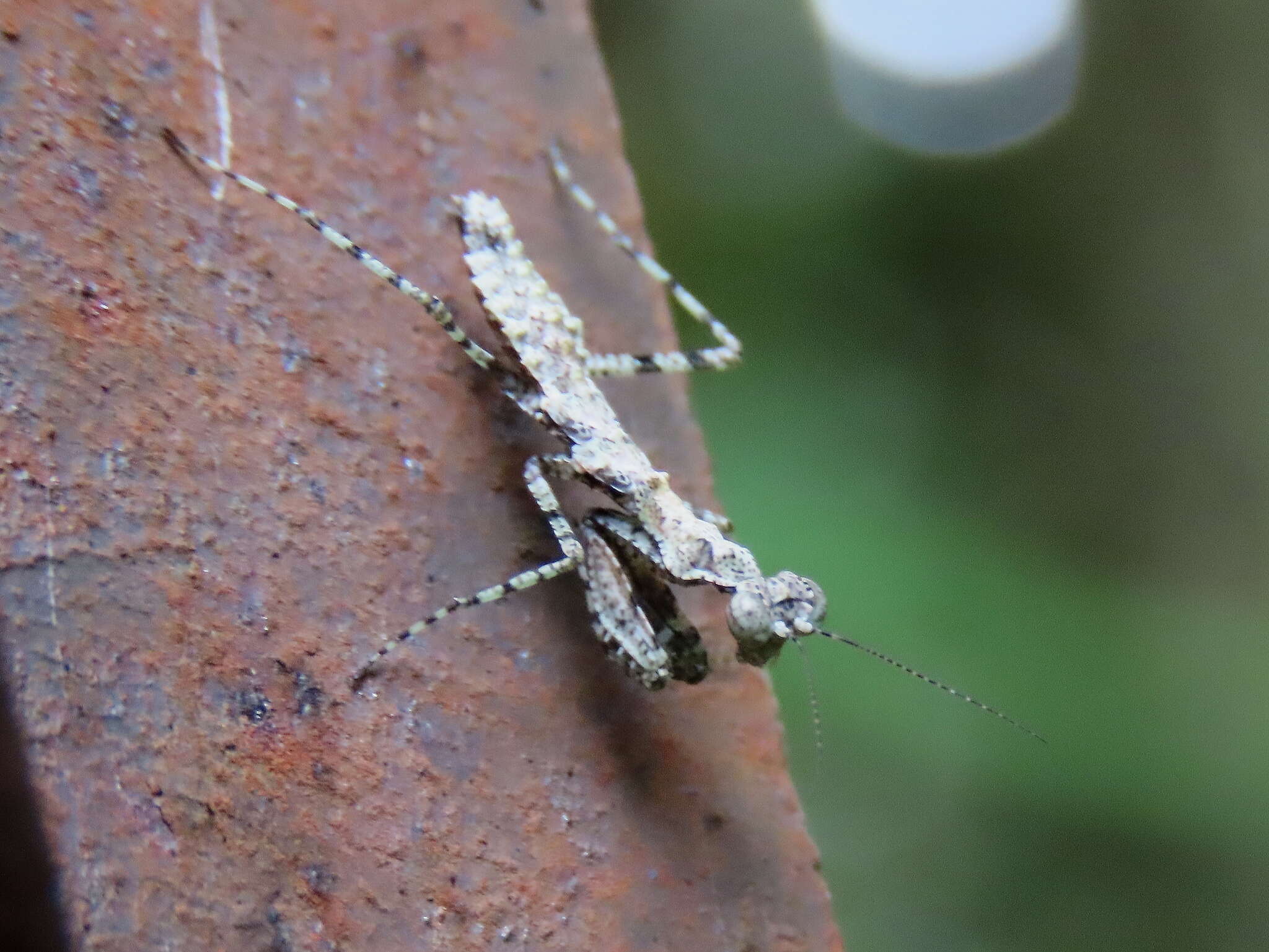 صورة Calofulcinia paraoxypila Tindale 1930