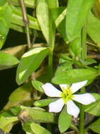 Image of Coastal Rose-Gentian