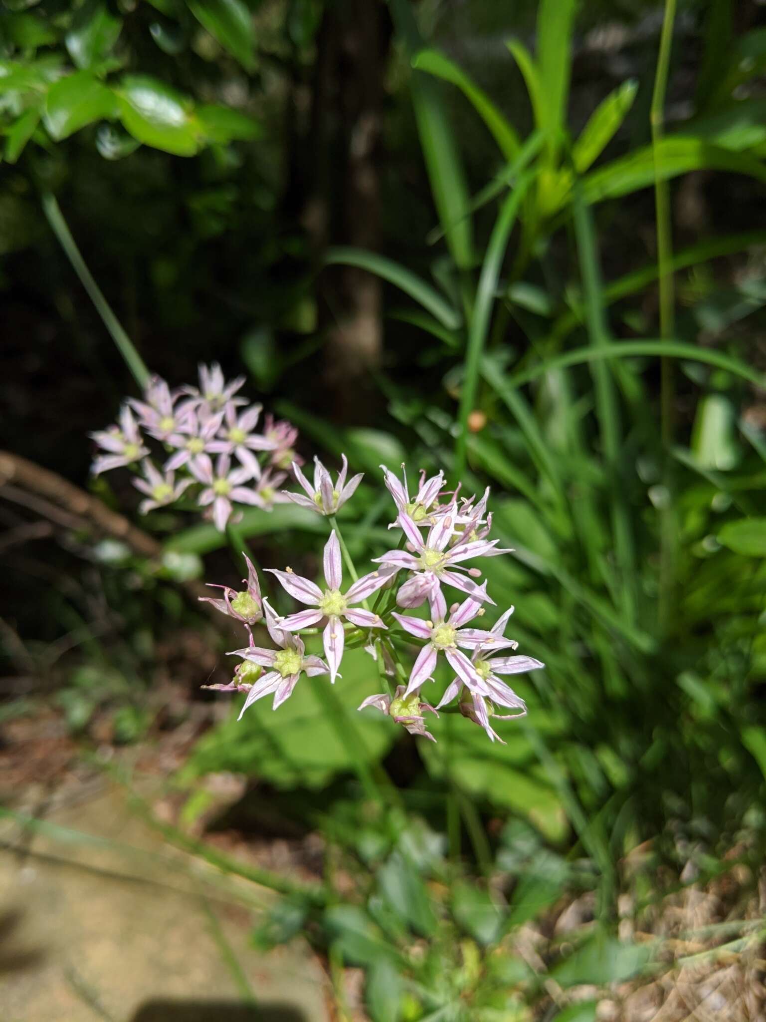 Image of Little River Canyon onion