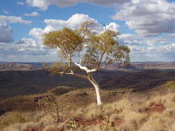 Imagem de Eucalyptus leucophloia subsp. leucophloia