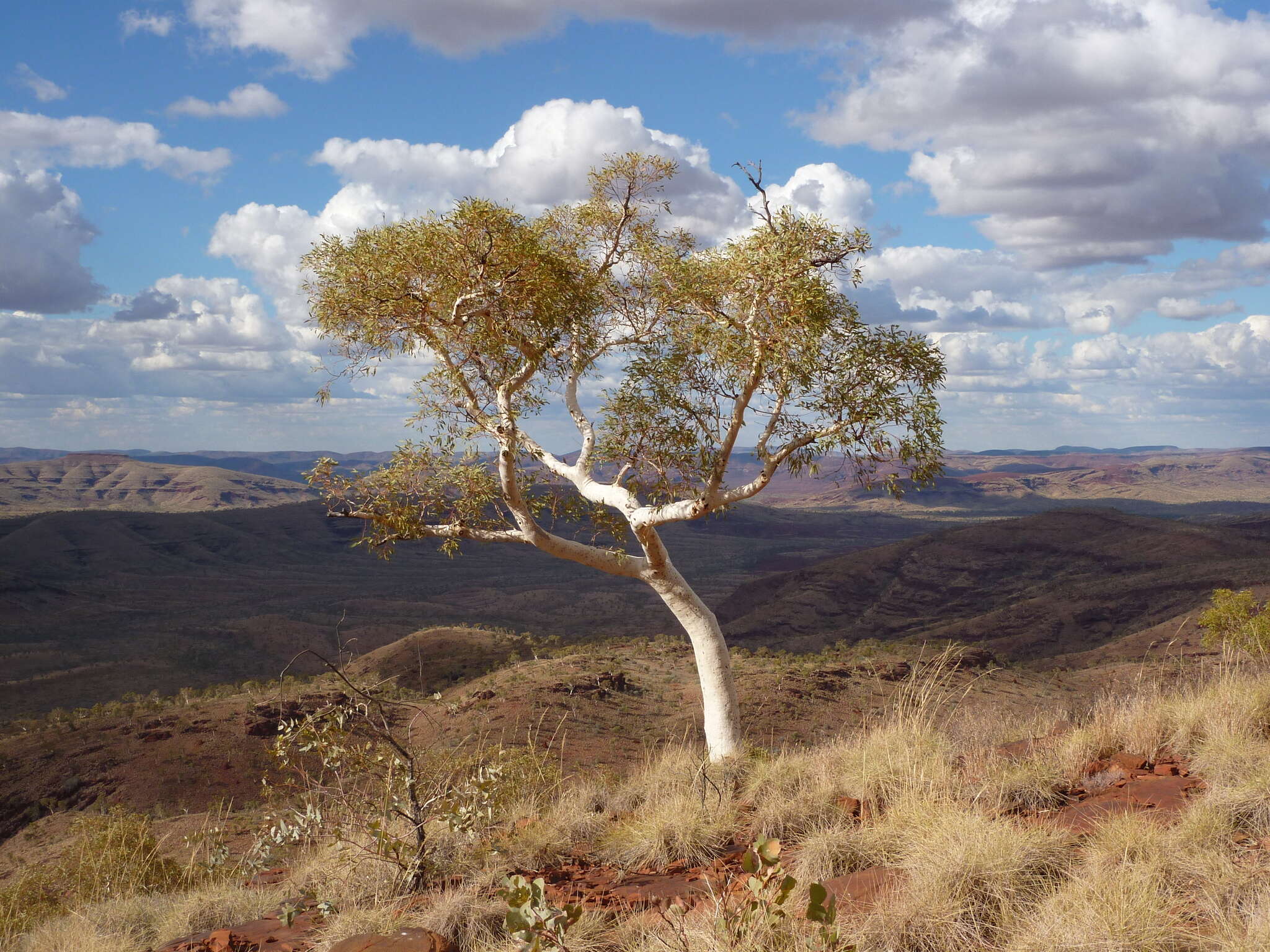 Image of Eucalyptus leucophloia subsp. leucophloia