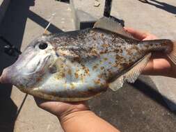 Image of Orange Filefish