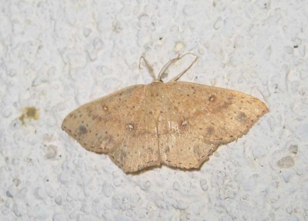 Imagem de Cyclophora porata Fabricius