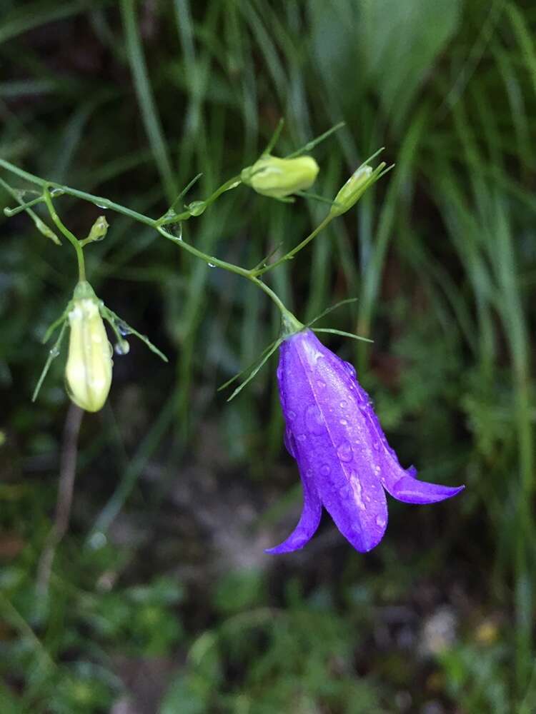 Image of Campanula martinii F. Fen., Pistarino, Peruzzi & Cellin.