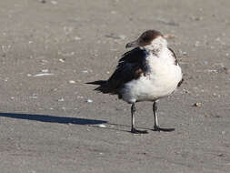 Image of Pomarine Jaeger