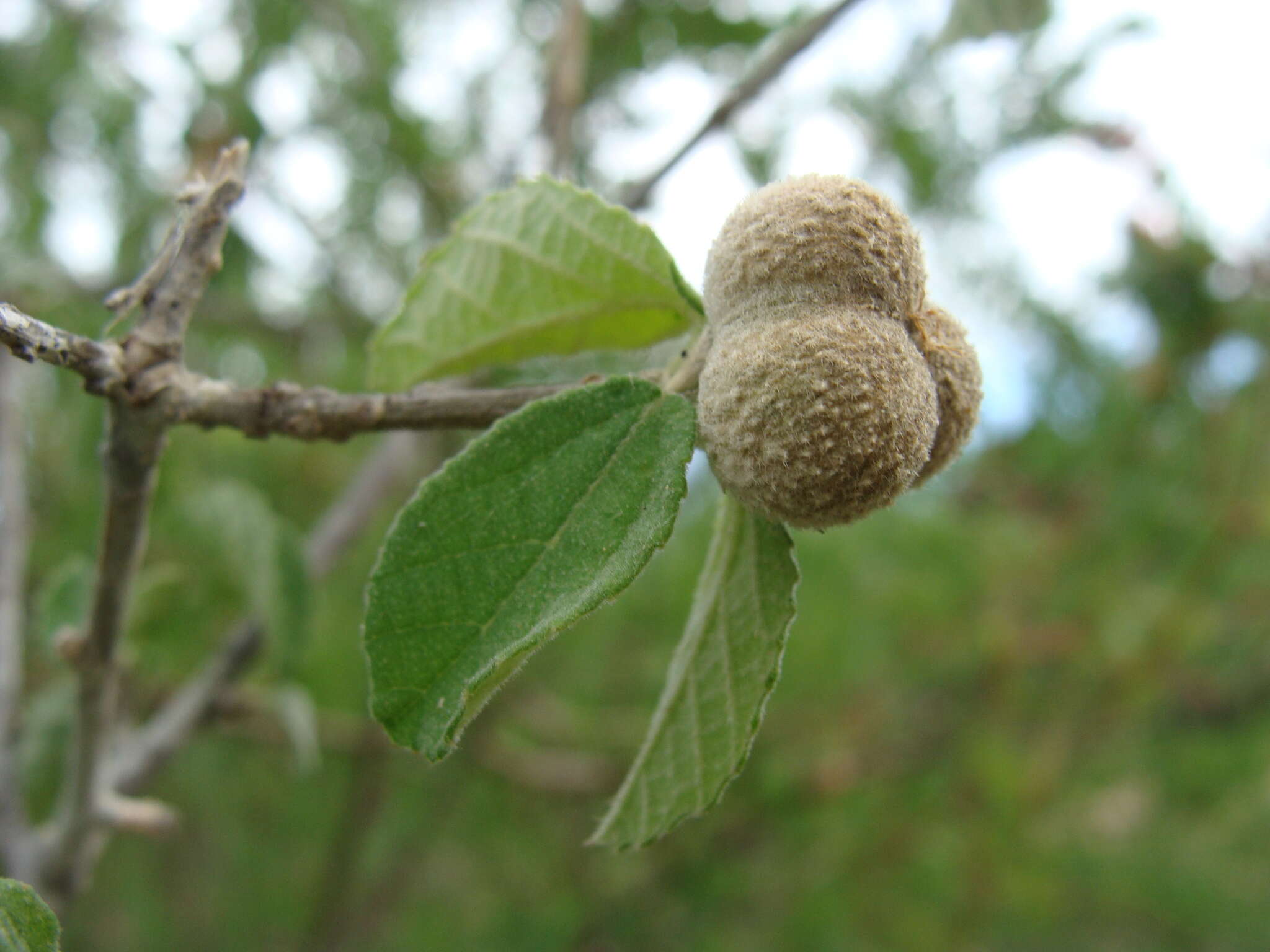 Bernardia viridis Millsp.的圖片