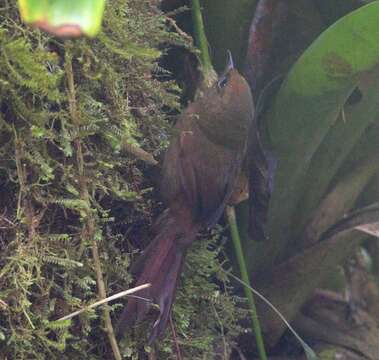 Image of Rufous Spinetail