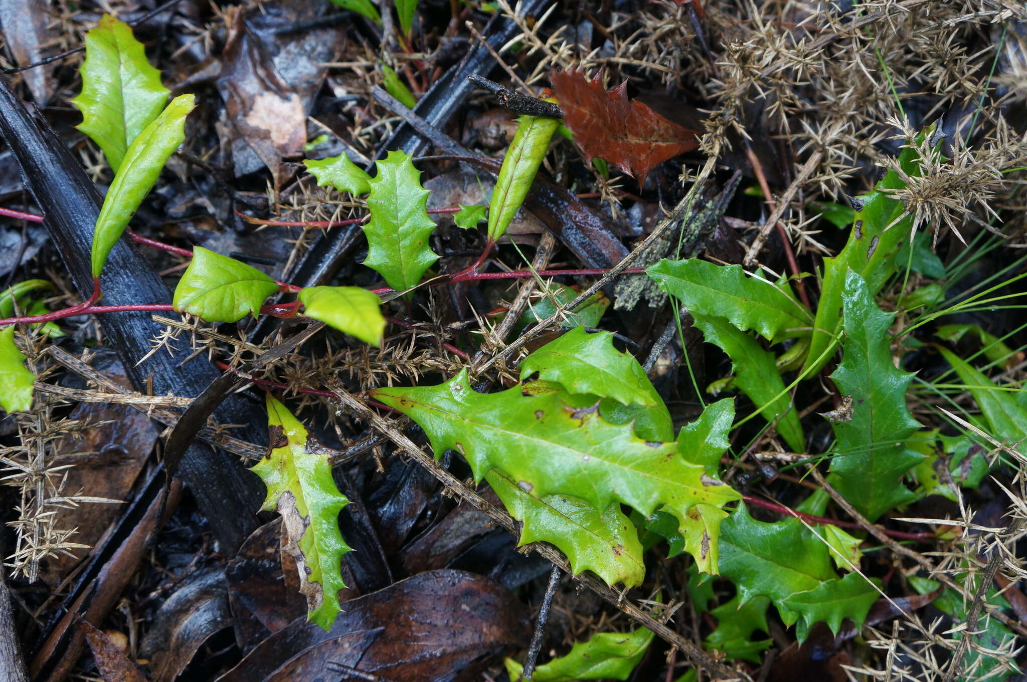 Image of Grevillea repens F. Müll.