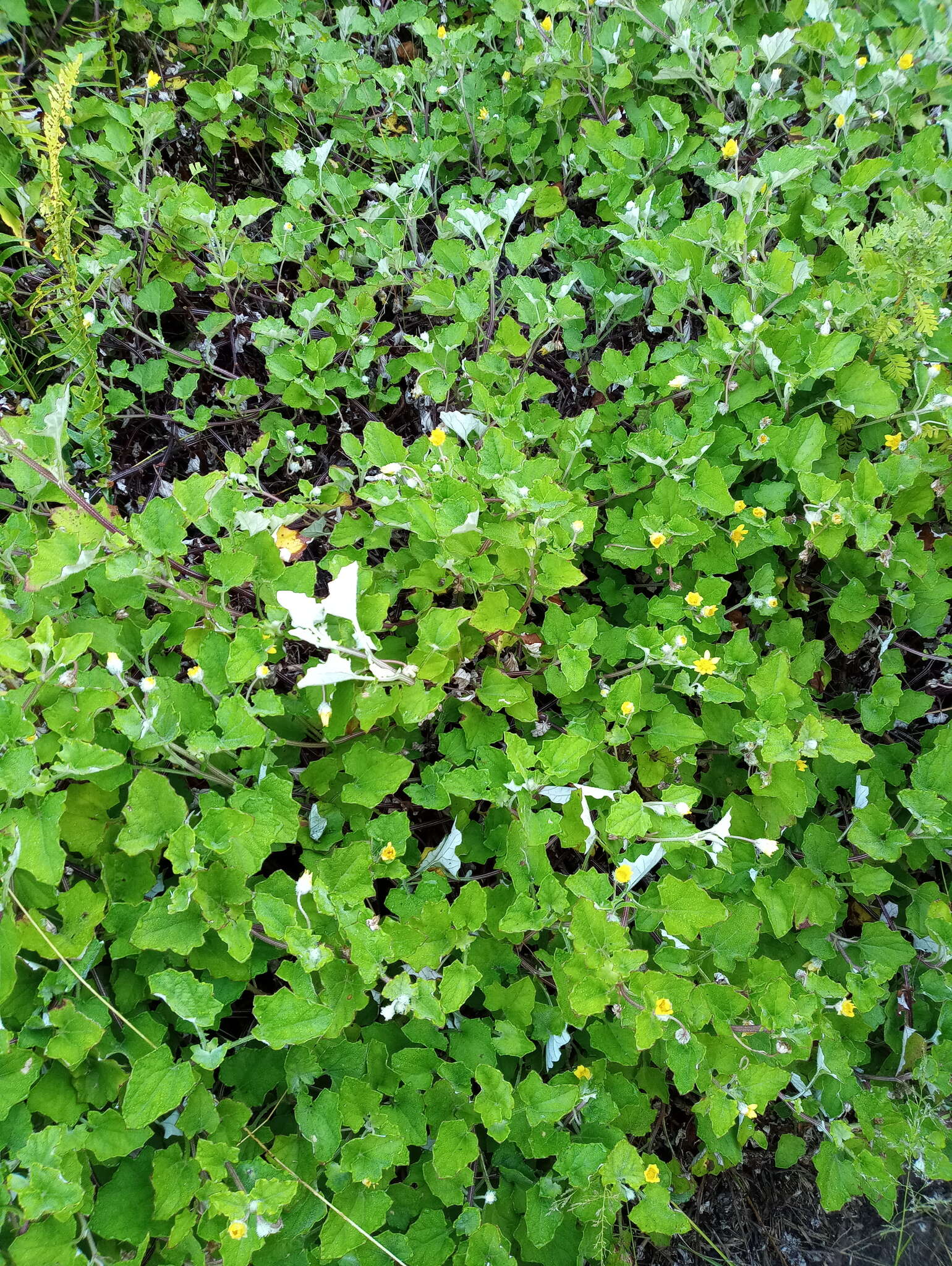 Image de Arctotis perfoliata (Less.) Beauv.