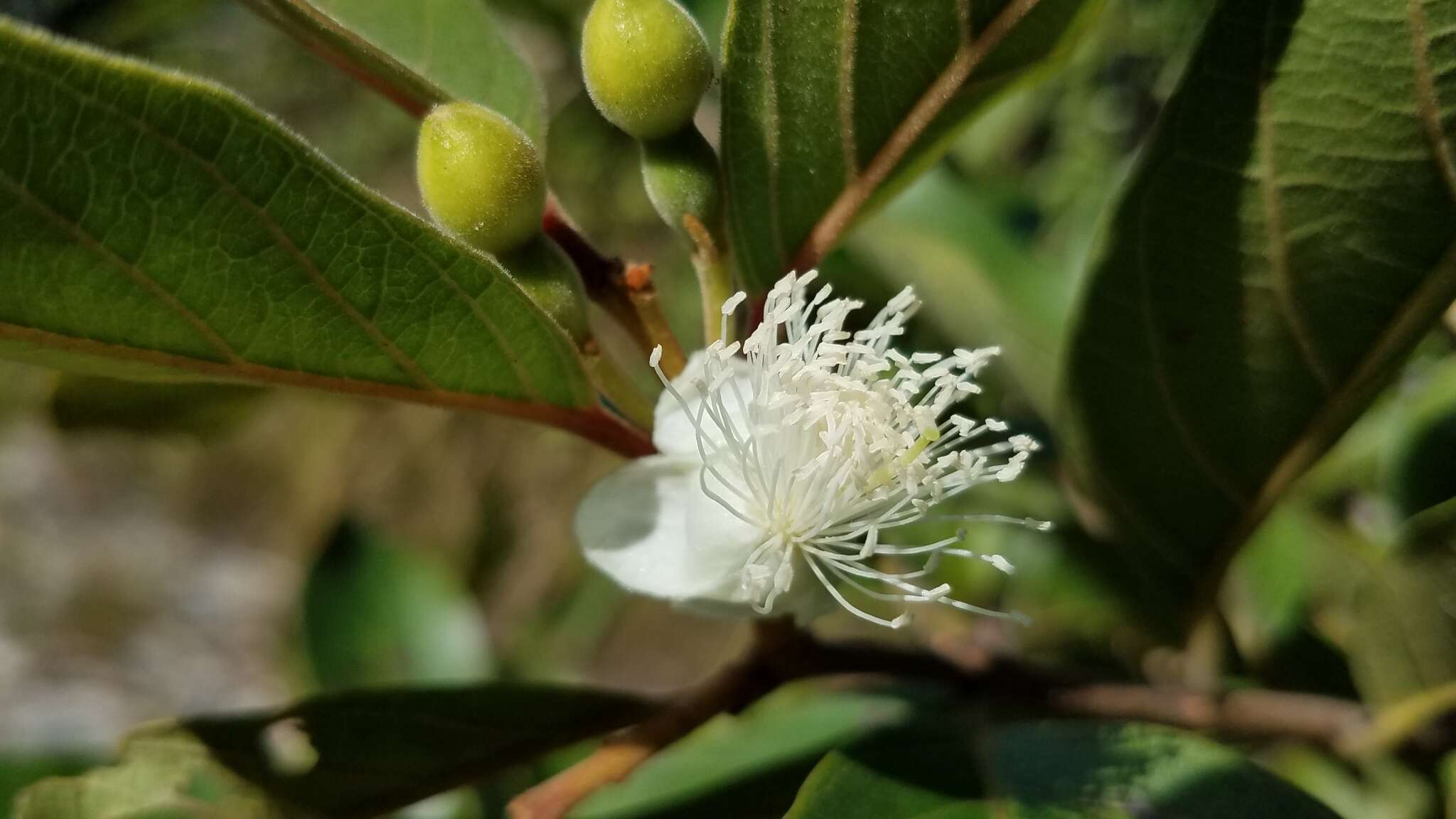 Sivun Brasilianguava kuva