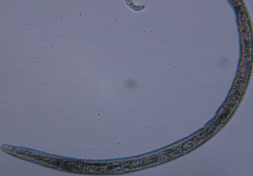 Image of Criconematidae