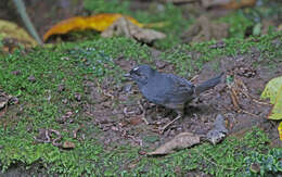 Image of Northern White-crowned Tapaculo