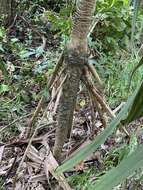 Image de Pandanus krauelianus K. Schum.